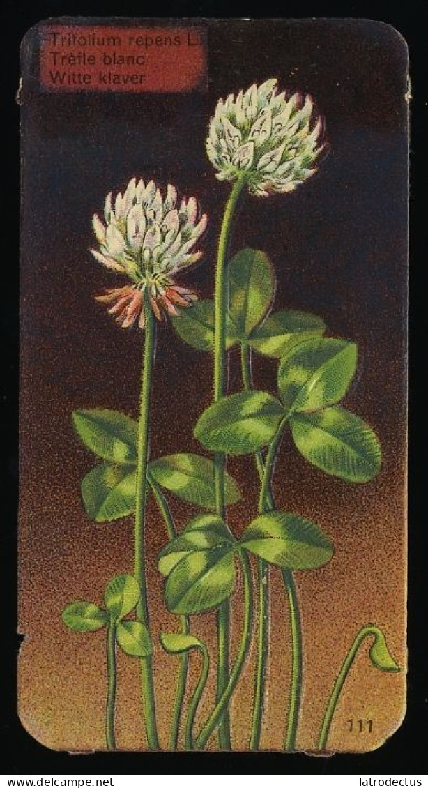 Côte D'Or - Botanica - 1954 - 111 - Trifolium, Trèfle, Klaver - Côte D'Or