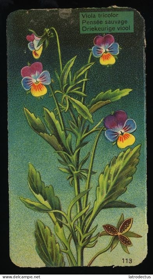 Côte D'Or - Botanica - 1954 - 113 - Viola, Pensée Sauvage, Driekleurig Viooltje - Côte D'Or