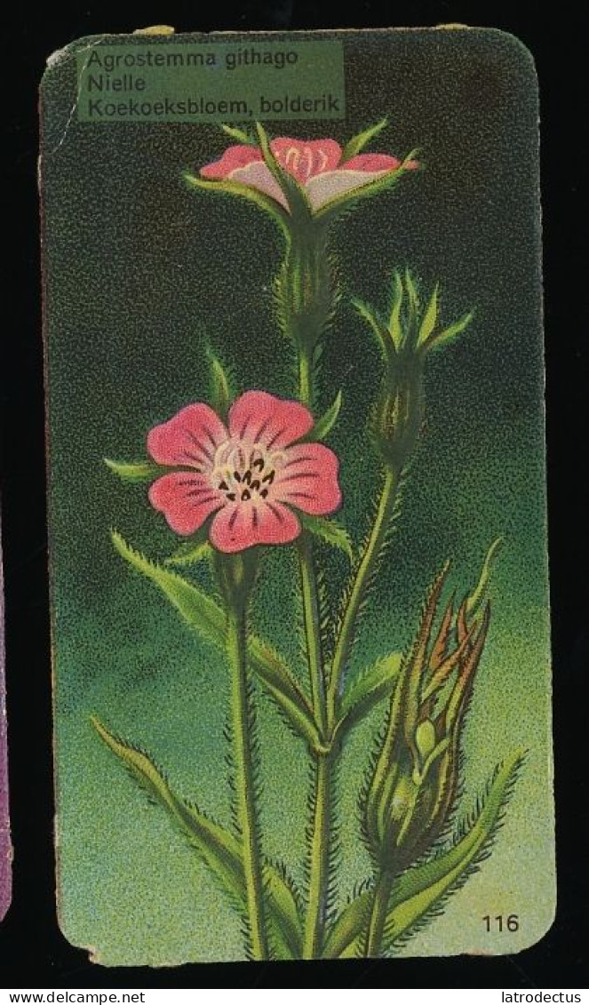 Côte D'Or - Botanica - 1954 - 116 - Agrostemma, Nielle, Koekoeksbloem, Bolderik - Côte D'Or