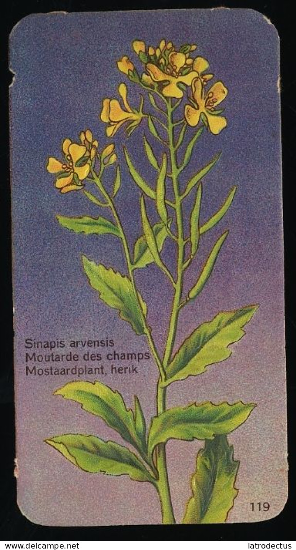 Côte D'Or - Botanica - 1954 - 119 - Sinapis, Moutarde, Mostaard, Herik - Côte D'Or
