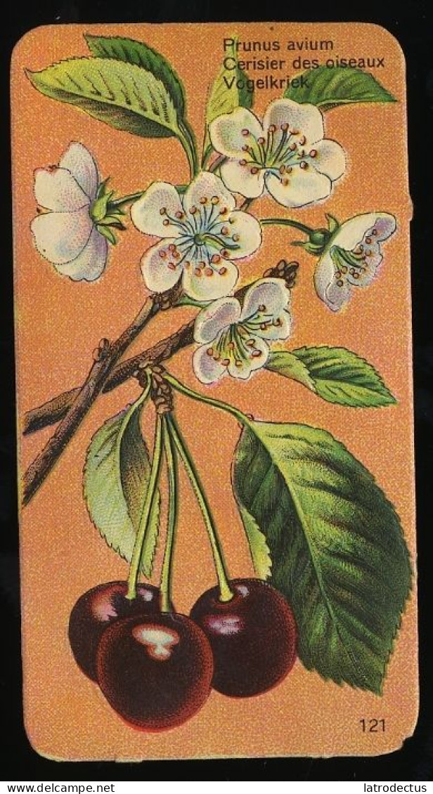 Côte D'Or - Botanica - 1954 - 121 - Prunus Avium, Cerisier, Kriek - Côte D'Or