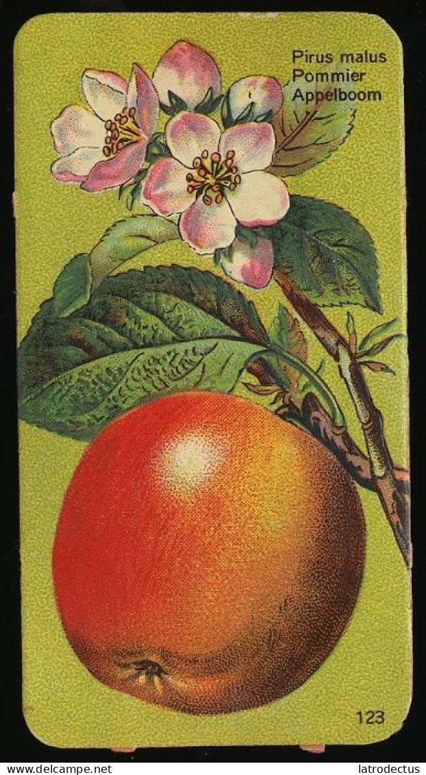 Côte D'Or - Botanica - 1954 - 123 - Pirus Malus, Pommier, Appelboom - Côte D'Or