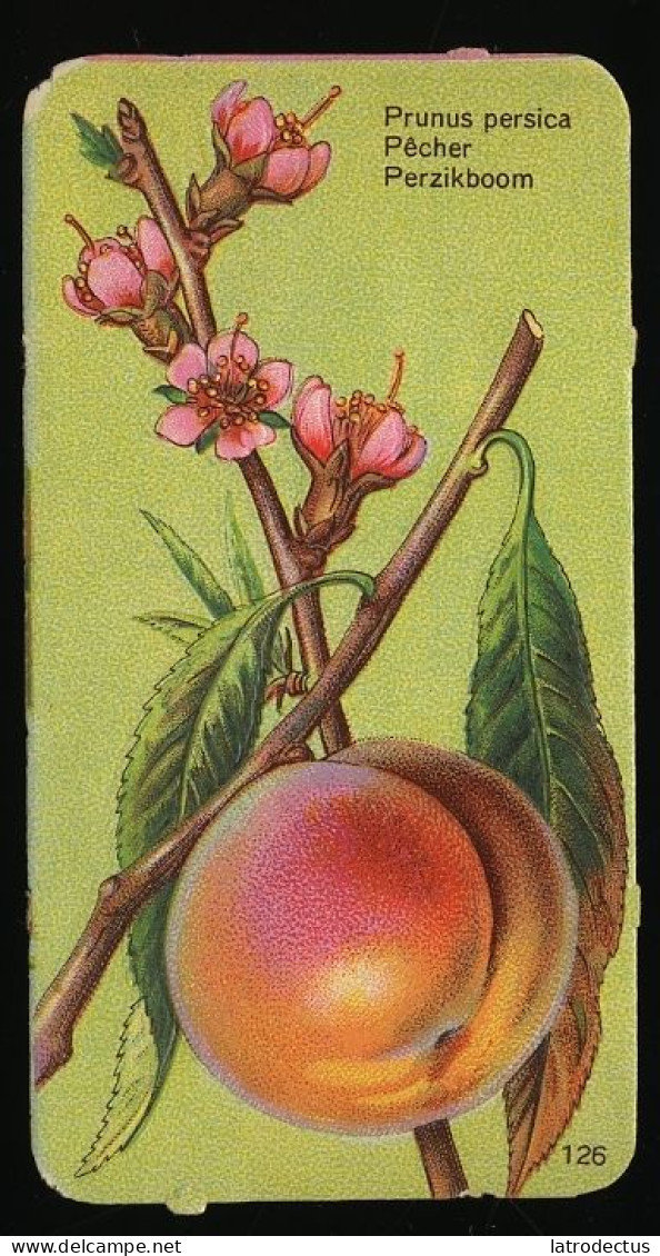 Côte D'Or - Botanica - 1954 - 126 - Prunus Persica, Pêchier, Perzik - Côte D'Or