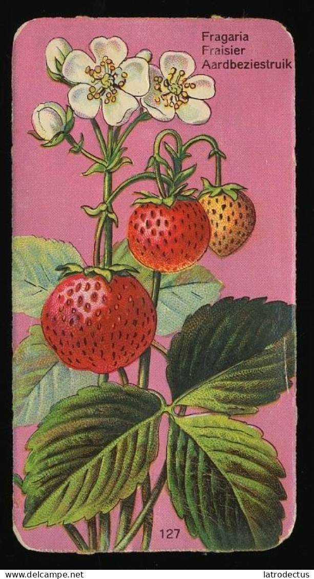 Côte D'Or - Botanica - 1954 - 127 - Fragaria, Fraisier, Aardbei, Strawberry - Côte D'Or