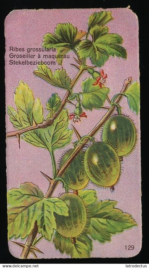 Côte D'Or - Botanica - 1954 - 129 - Ribes Grossularia, Groseiller à Maquerau, Stekelbes, Kruisbes - Côte D'Or