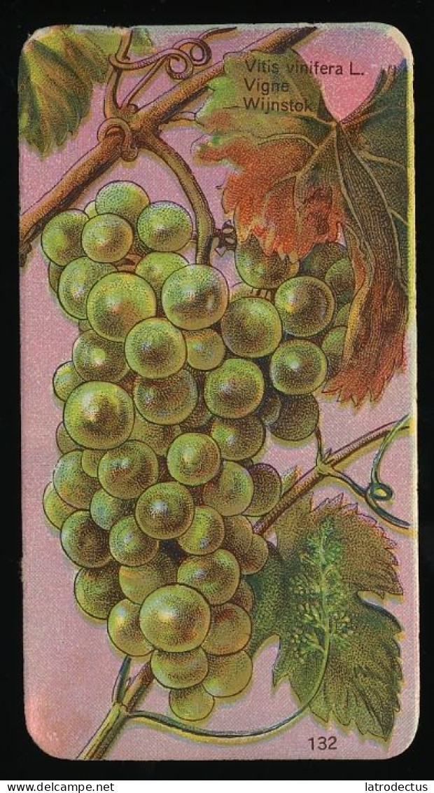 Côte D'Or - Botanica - 1954 - 132 - Vitis, Vigne, Wijnstok, Druif, Grapes - Côte D'Or
