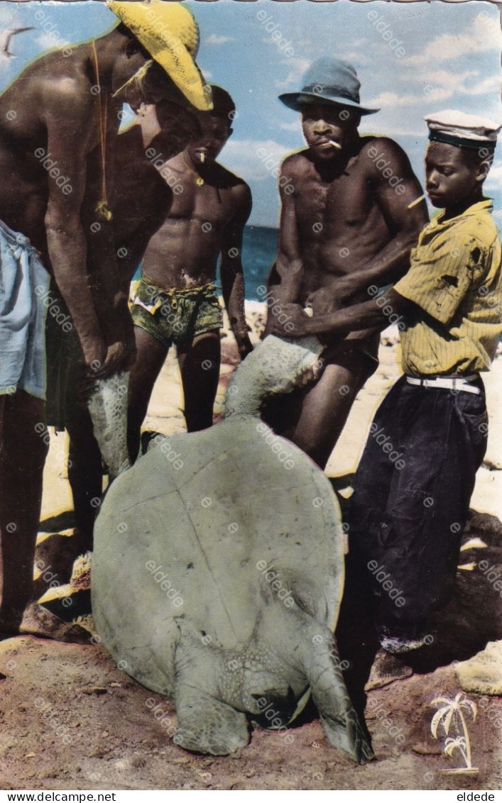 Nude Men Catching A Turtle From Bird Island . Torture Marine . - Seychellen