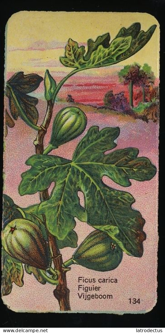 Côte D'Or - Botanica - 1954 - 134 - Ficus, Figuier, Vijgeboom - Côte D'Or