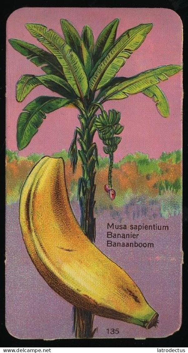 Côte D'Or - Botanica - 1954 - 135 - Musa, Bananier, Banaan, Banana - Côte D'Or