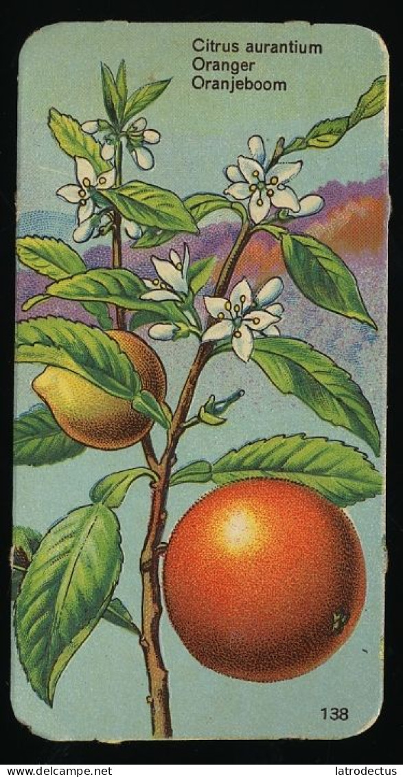 Côte D'Or - Botanica - 1954 - 138 - Citrus Aurantium, Oranger, Oranjeboom, Appelsien - Côte D'Or