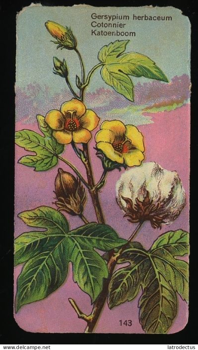 Côte D'Or - Botanica - 1954 - 143 - Gersyplum, Cotonnier, Katoen, Cotton - Côte D'Or