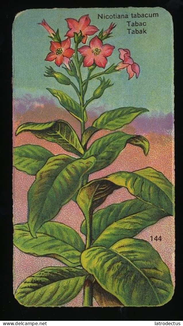 Côte D'Or - Botanica - 1954 - 144 - Nicotiana Tabacum, Tabac, Tabak, Tobacco - Côte D'Or