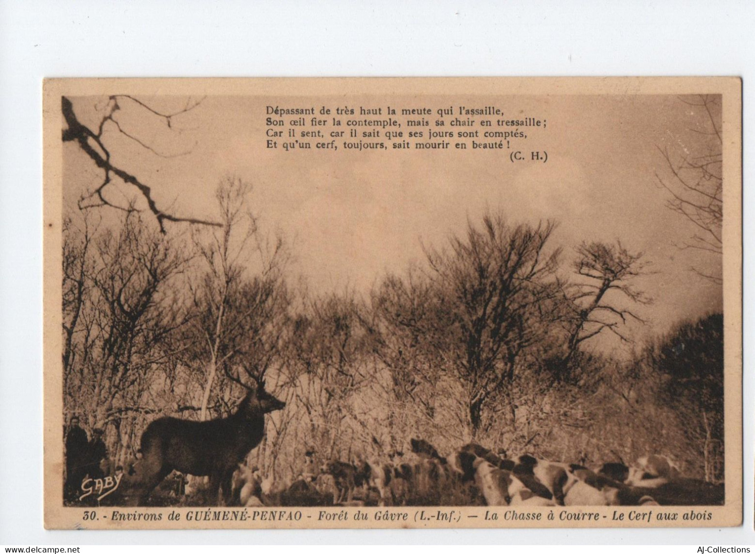 AJC - Foret Du Gavre La Chasse A Courre Le Cref Aux Abois - Le Gavre