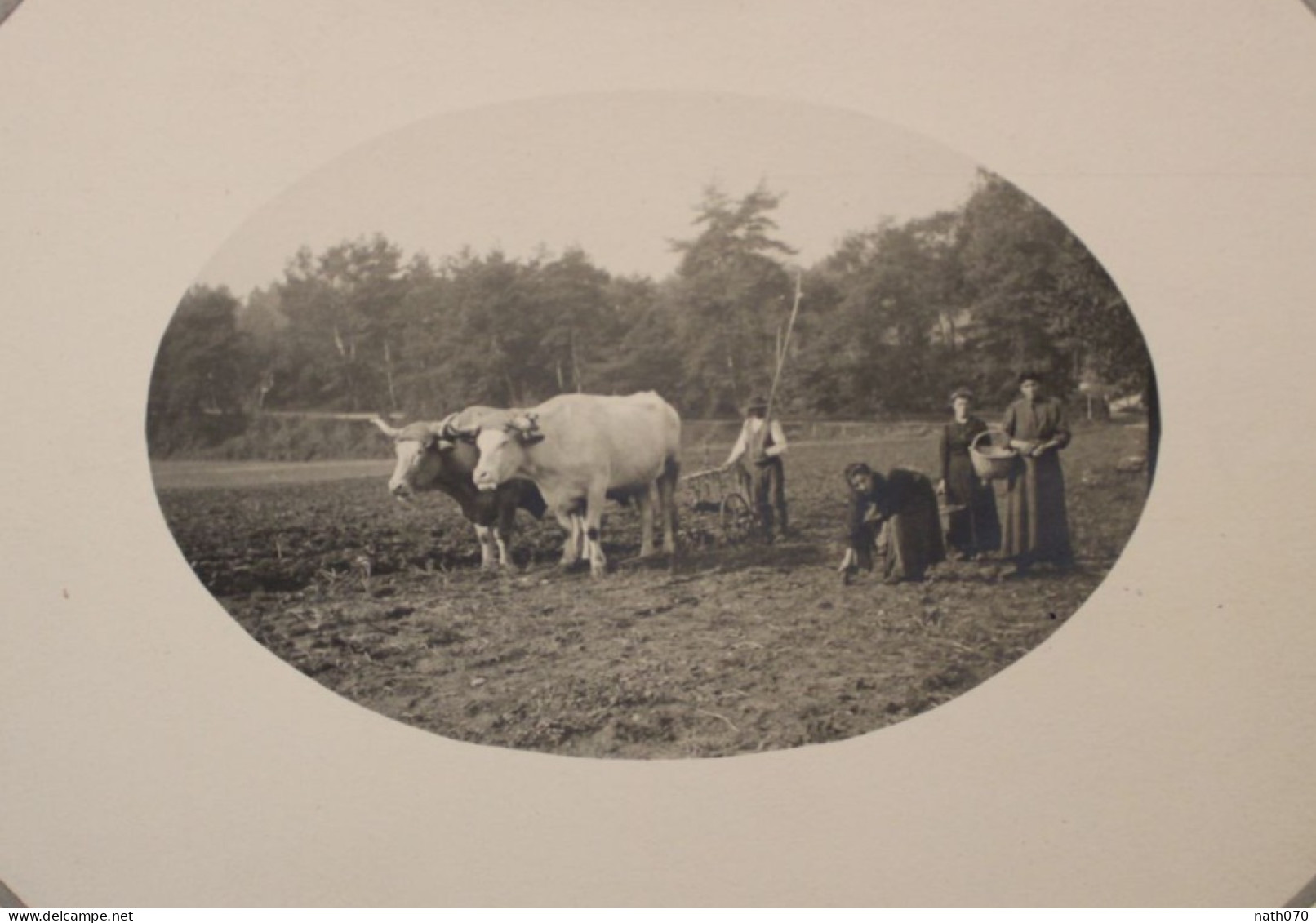 Photo 1910's Fermier Laboureur Agriculteur Attelage Boeuf Béarn Pyrénées France Print Vintage Photographe - Mestieri