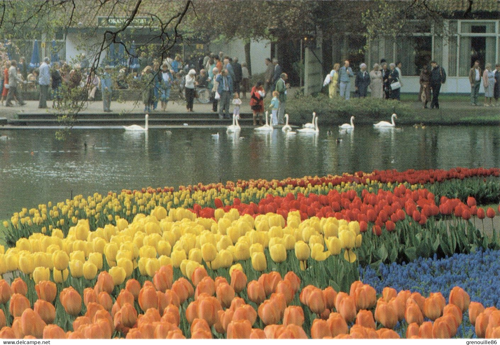 CPSM PAYS BAS LISSE  Le Parc De "Keukenhof" - Tulipes, Cygnes... - Lisse