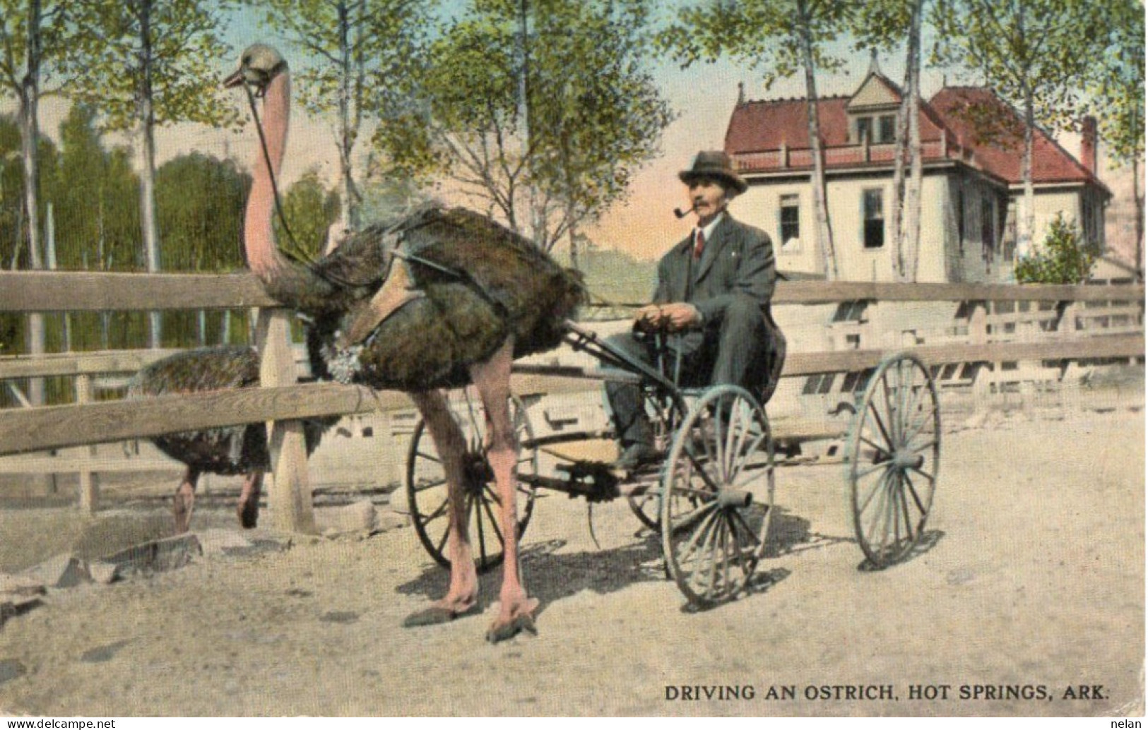 DRIVING AN OSTRICH  HOT SPRINGS , ARK. - Hot Springs