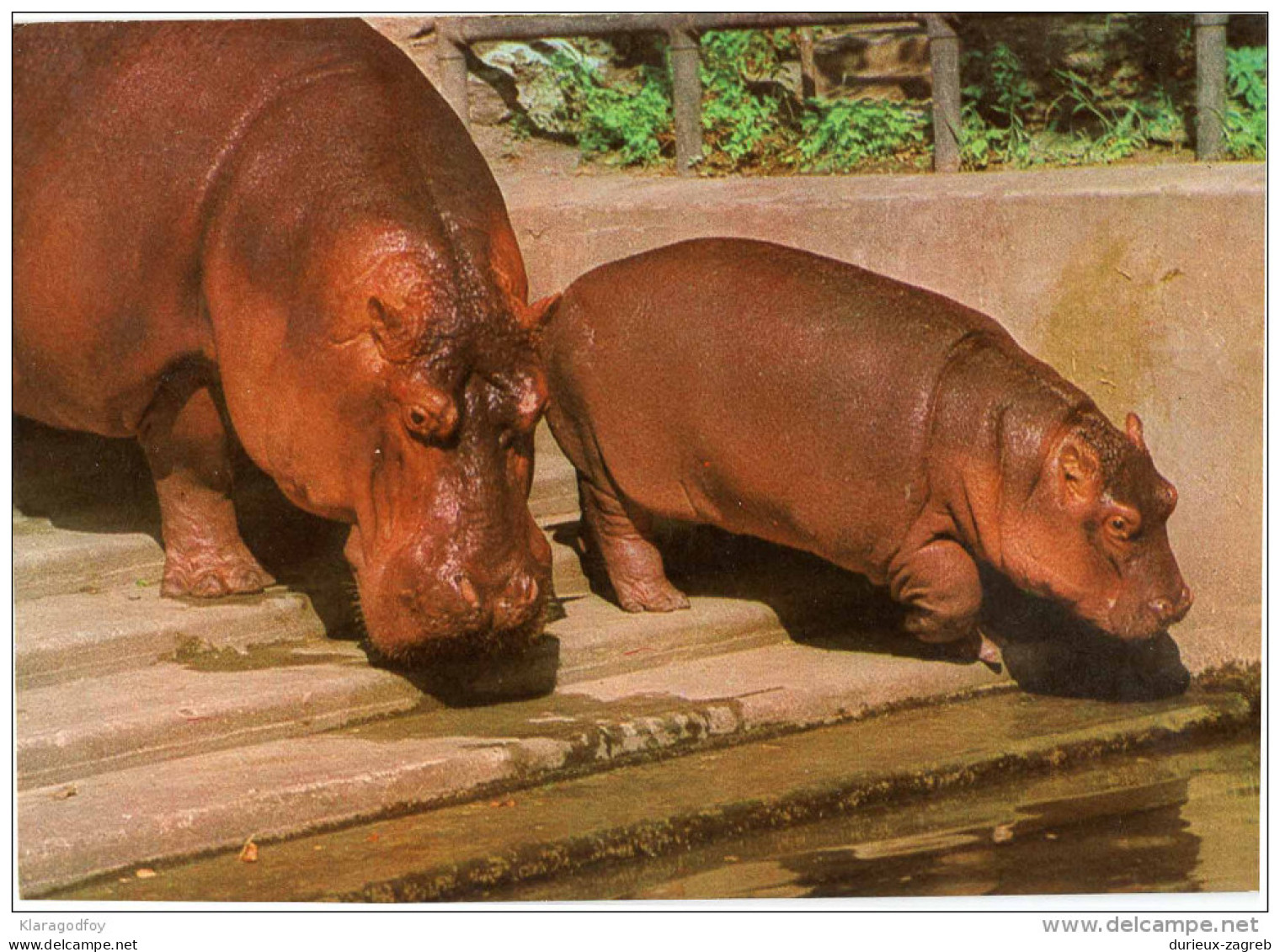 Hippopotamuses Old Postcard Not Travelled Bb 150929 - Ippopotami