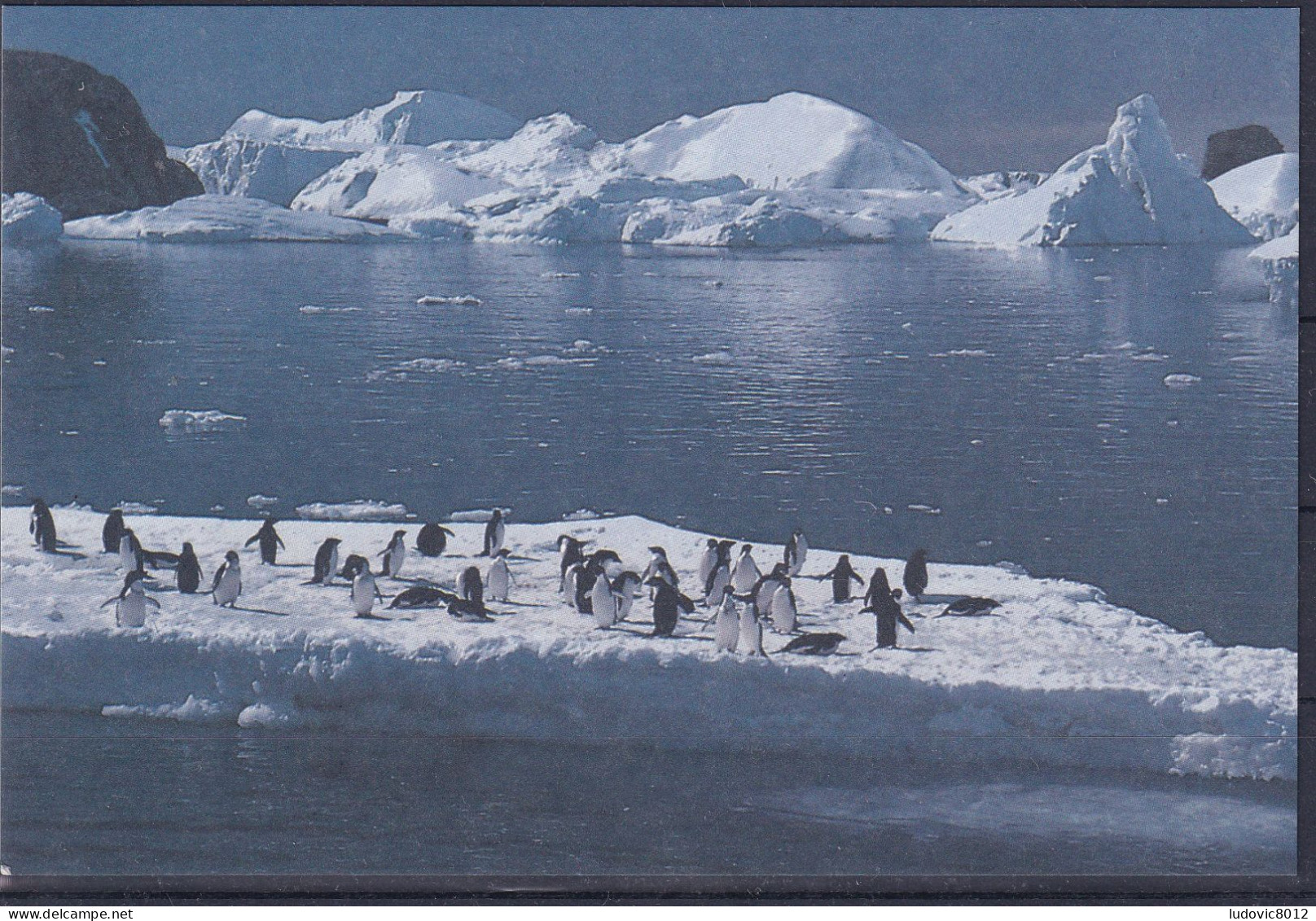 1991 Carte Postale Vierge TAAF Postcard Unused - Ganzsachen