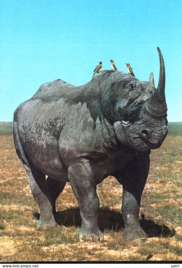 Rinoceronte - Rhinoceros