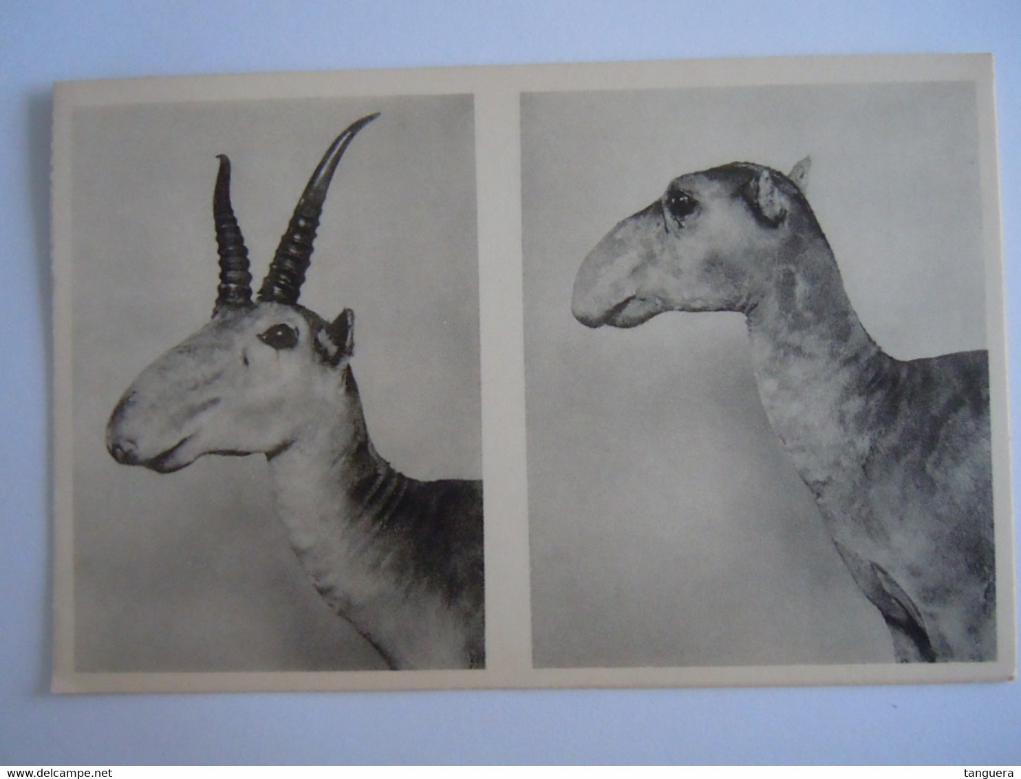 Bruxelles Musée D'historie Naturelle 11 Taxidermie Couple D'antilope Salga Saïga Tatarica Antilopen Nels - Musea