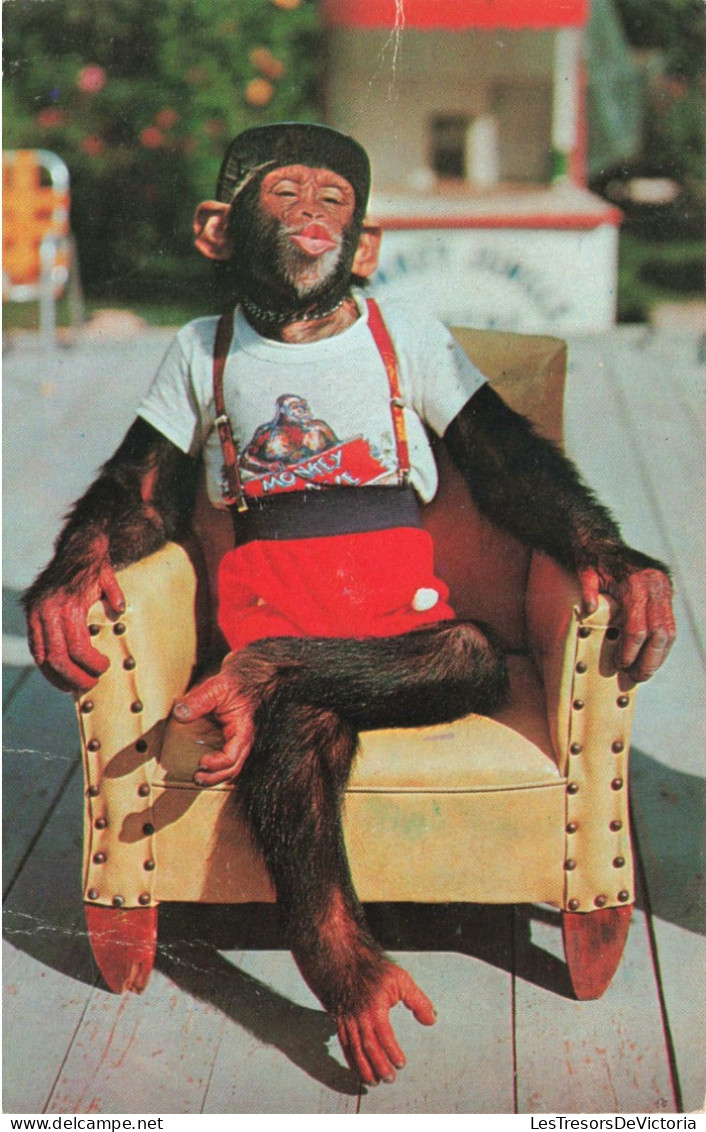 ETATS-UNIS - Floride - Sud De Miami - Chimpanzé Dans La Jungle Des Singes - Colorisé - Carte Postale Ancienne - Miami