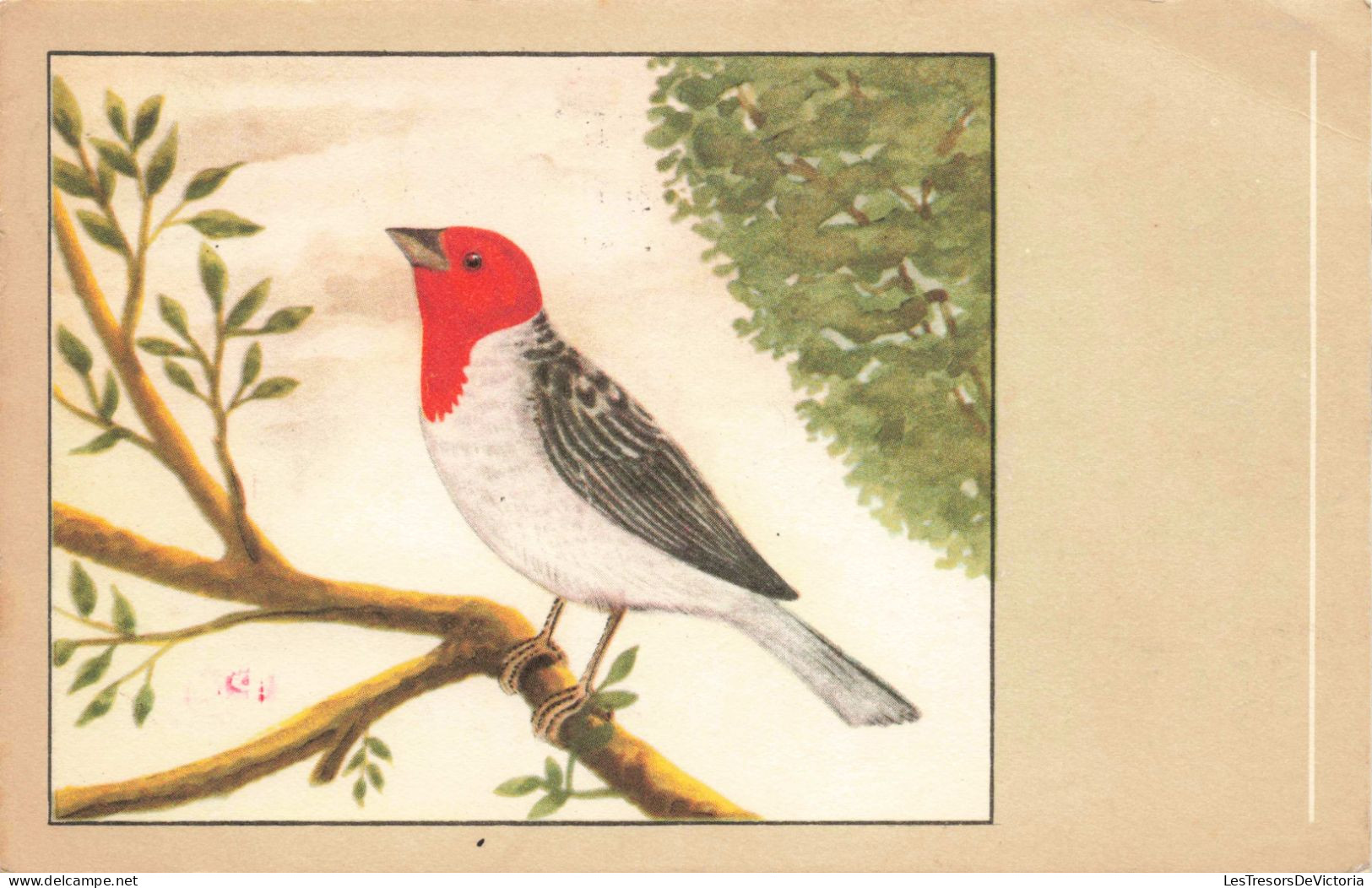 ANIMAUX & FAUNE - Oiseaux - Cardinal Dominicain - Colorisé - Carte Postale Ancienne - Birds