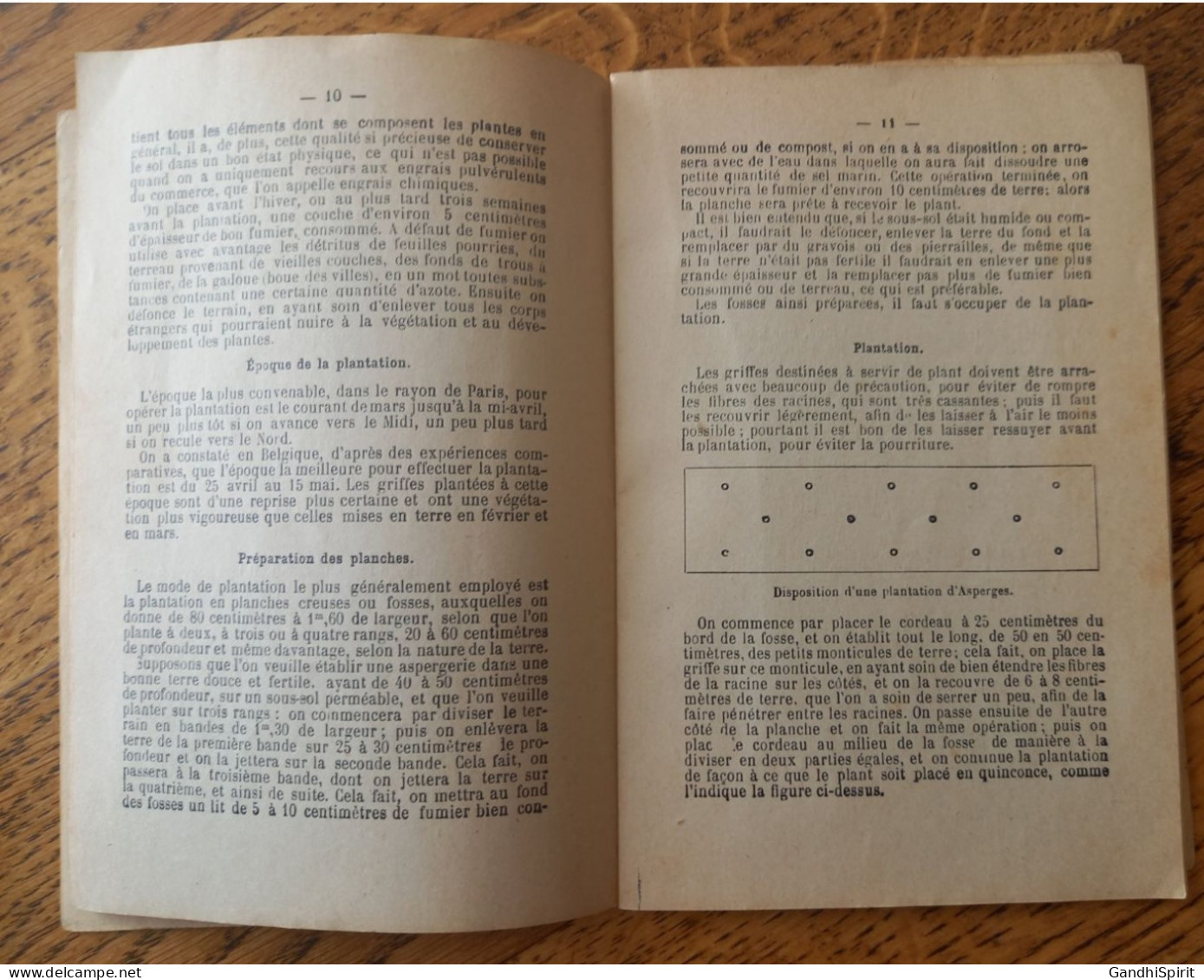 L'Asperge - Description, Variétés, Plantation, Engrais, Préparation De La Terre, Soins, Culture Forcée, Récolte, Ennemis - Jardinería