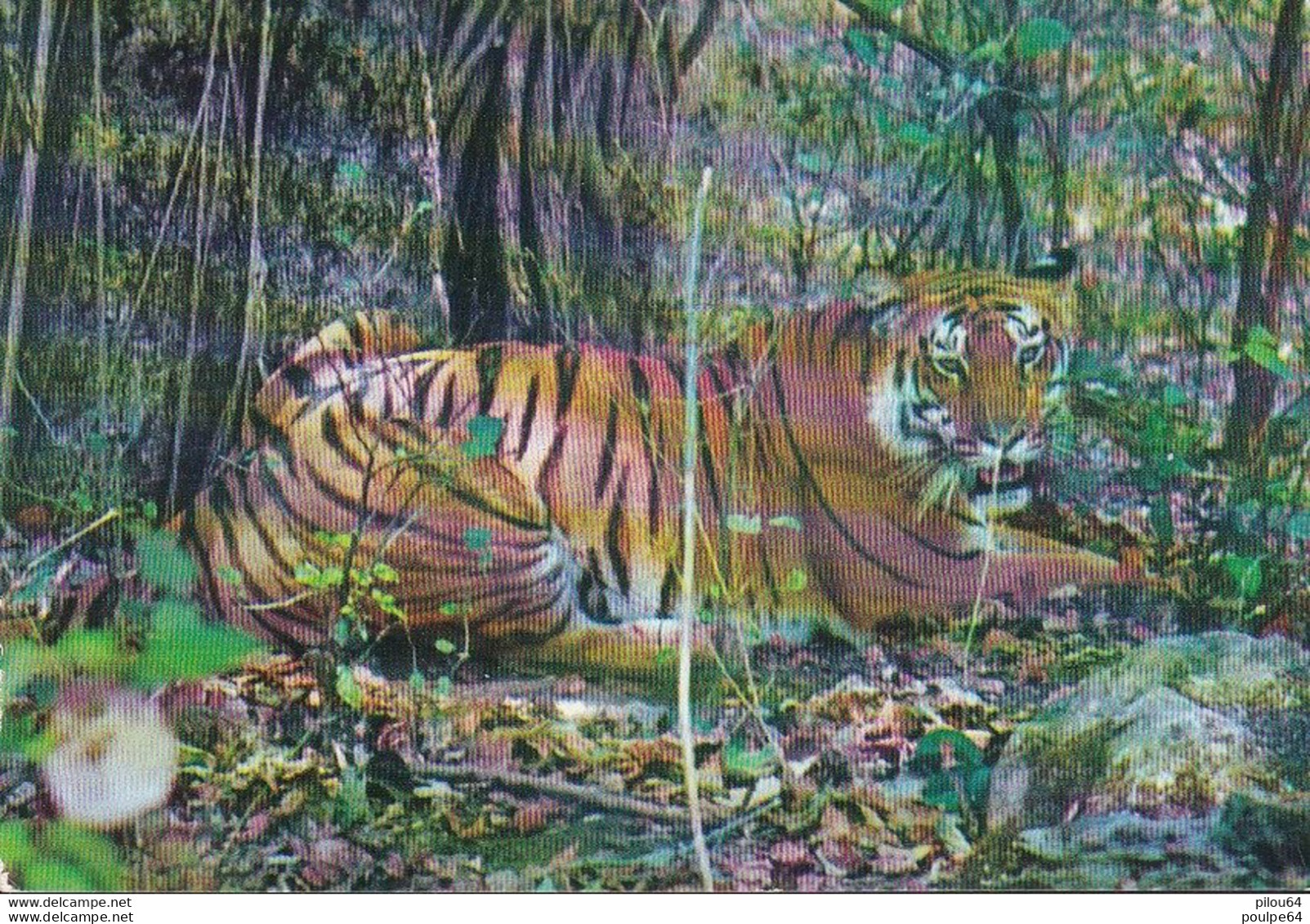 Le Tigre - Tijgers
