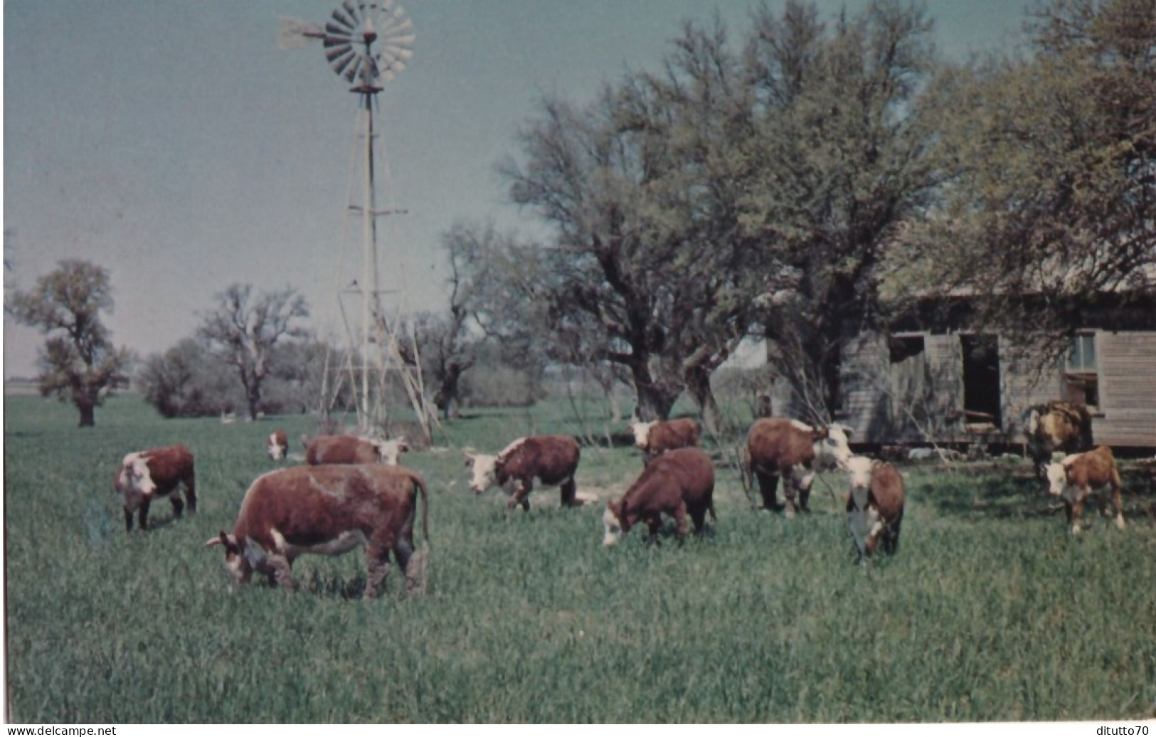 Cattle Grazing In Texas - Mucche - Formato Piccolo Non Viaggiata – FE390 - Autres & Non Classés
