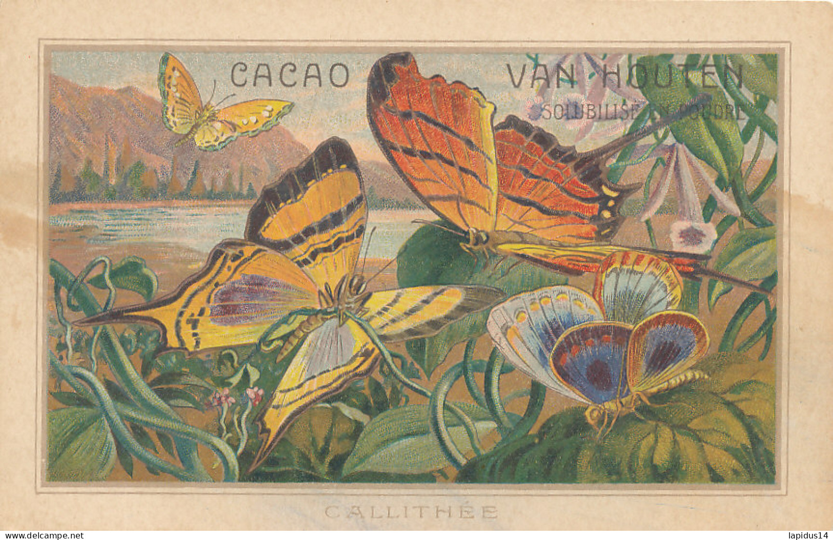  N 238-  1   CHROMO-   CACAO VAN HOUTEN  PAPILLON - CALLITHEE - Van Houten