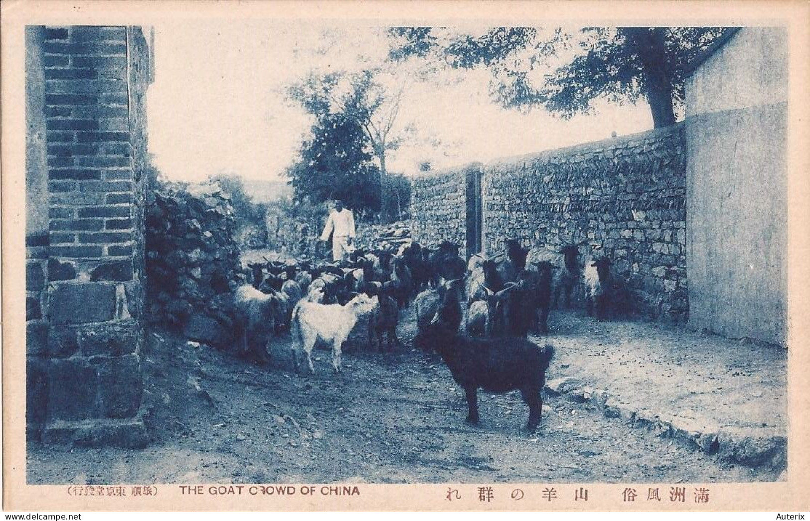 Chine - The Goat Crowd Of China - Chine