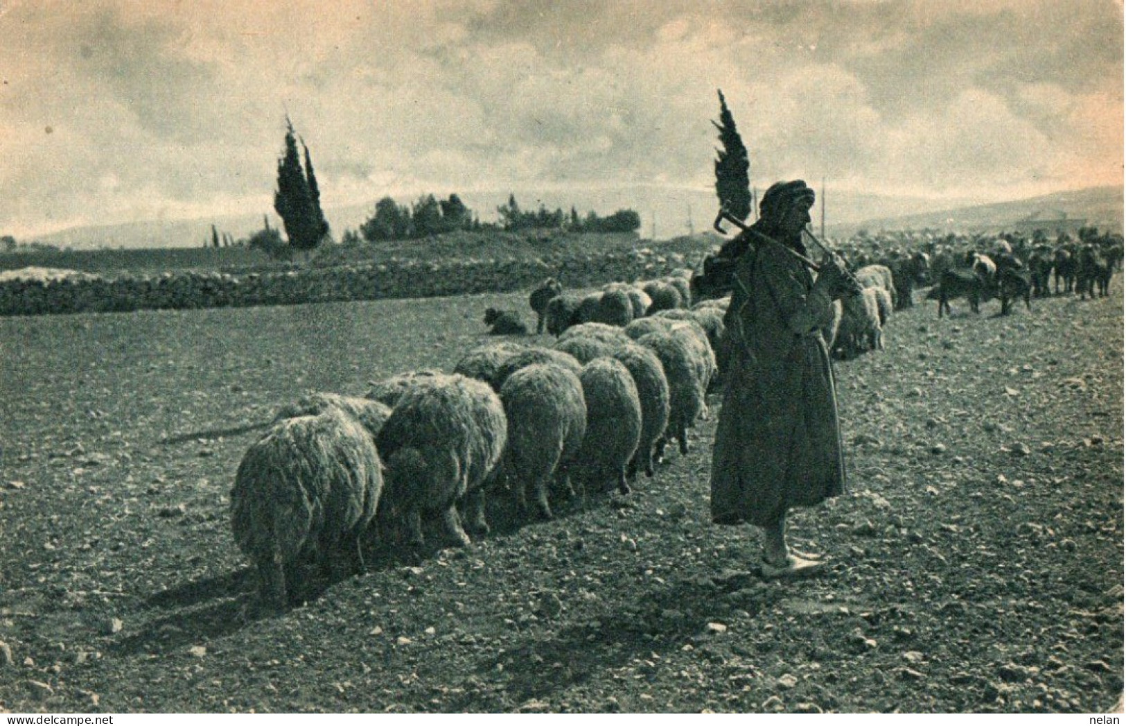 PALESTINA - THE SHEPHERD CALLING - Palestine