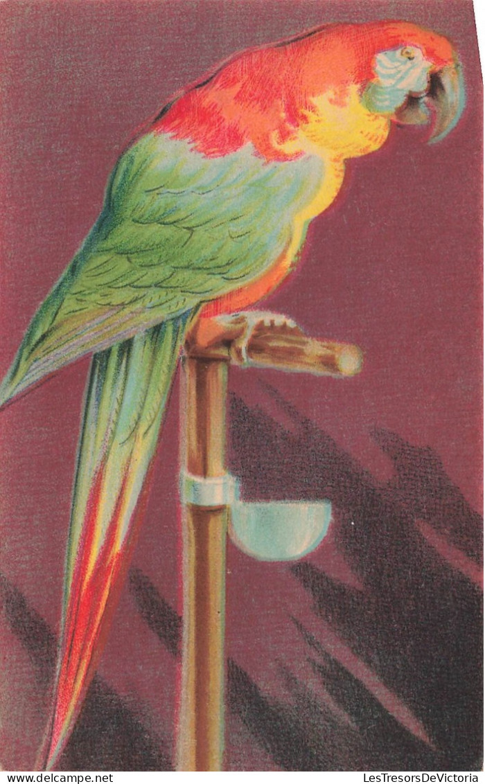 ARTS - Peintures Et Tableaux - Cuban Macaw - Carte Postale Ancienne - Malerei & Gemälde