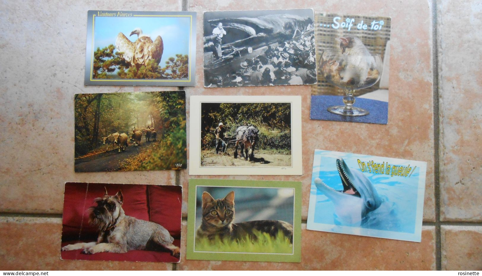 Lot De CP Baleine, Vautour, Chien, Chat, Cheval, Dauphin, Lapin, Vache - Collezioni E Lotti