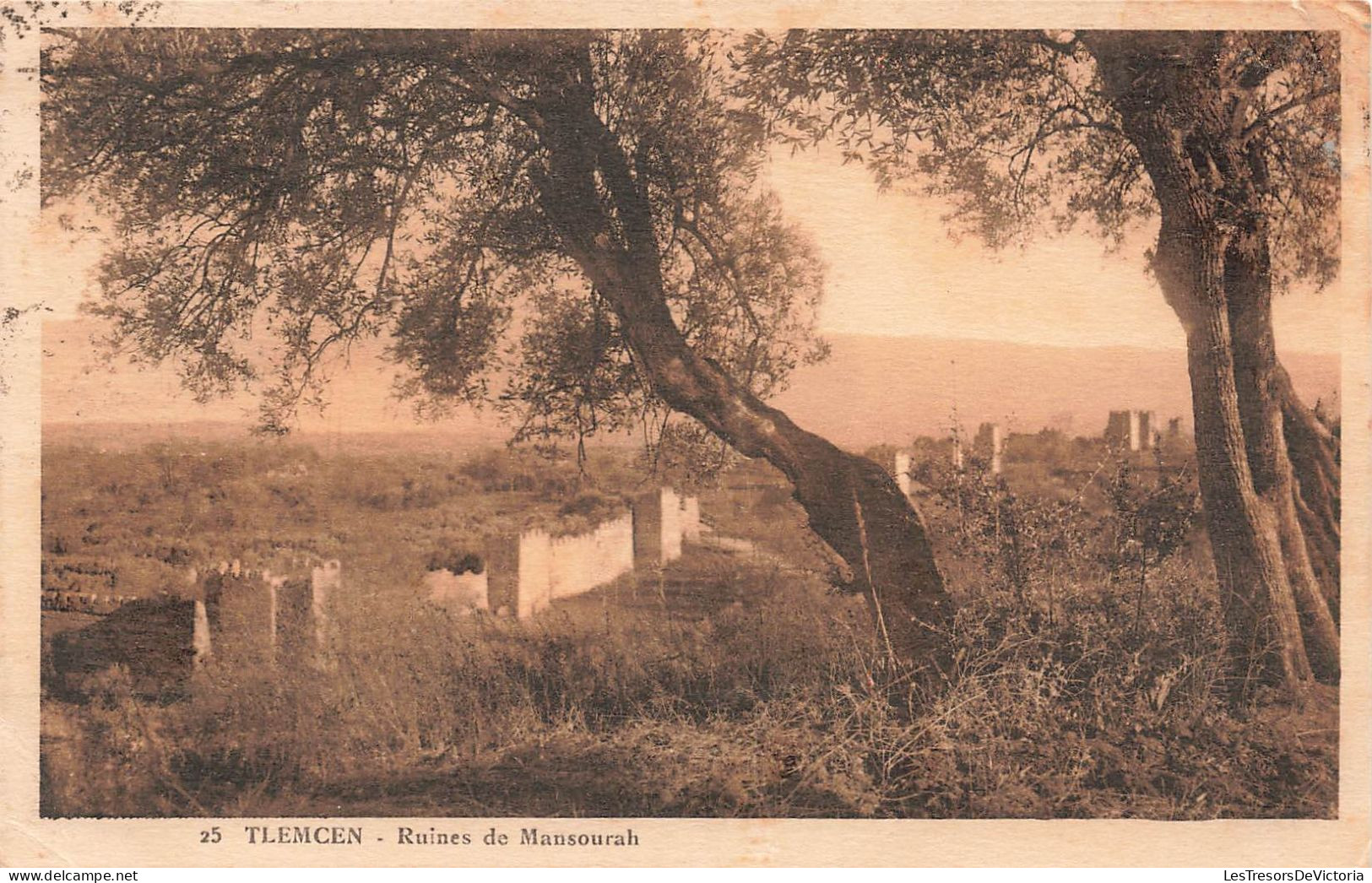 ALGERIE - Tlemcen - Ruines De Mansourah - Carte Postale Ancienne - Tlemcen