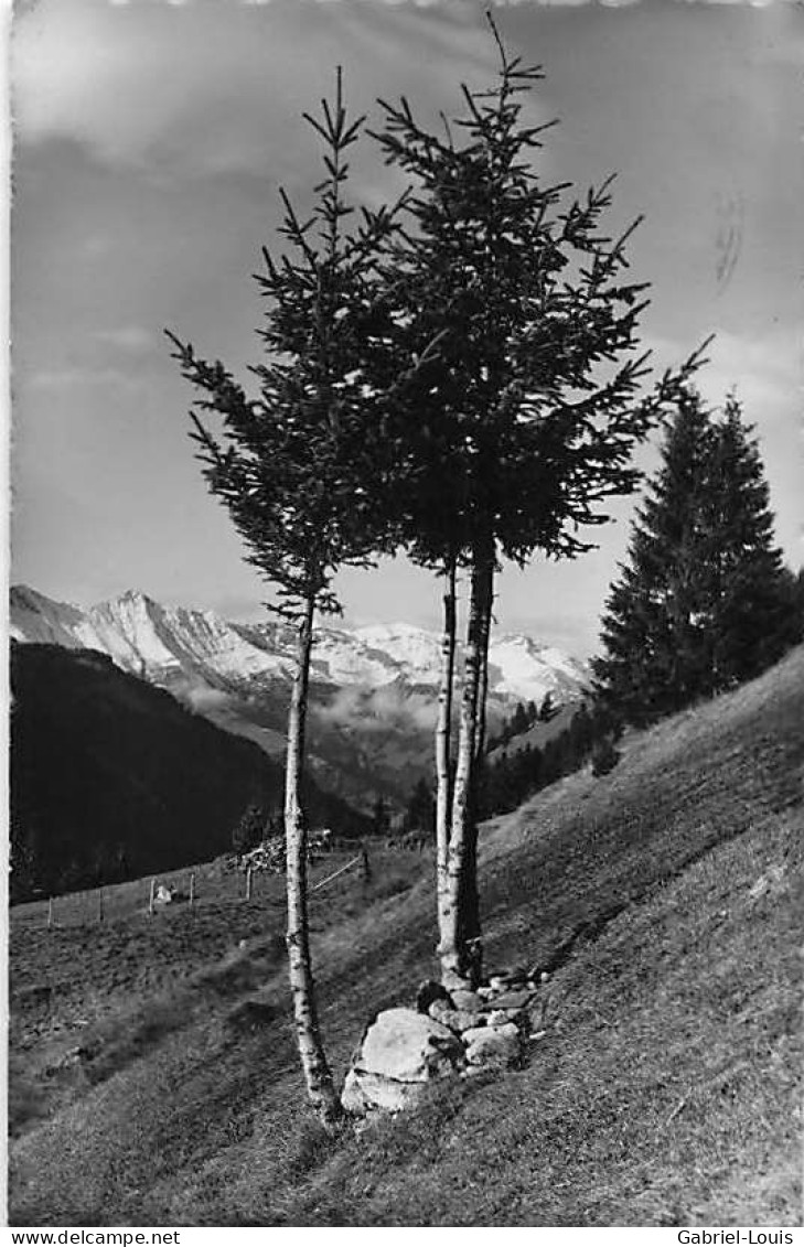 Landschaft Bei Kandersteg Tanne Sapin Pâturage 1948 - Kandersteg