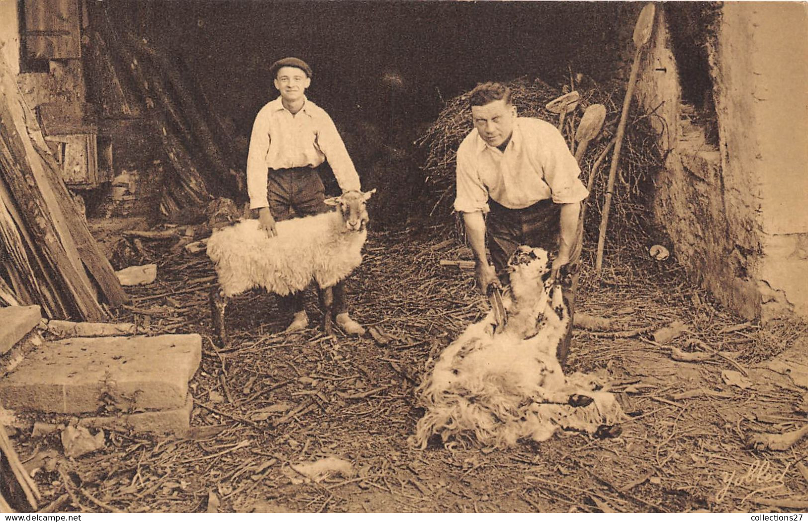 DANS LES  PYRENEES- LA TONTE DES MOUTONS - Viehzucht