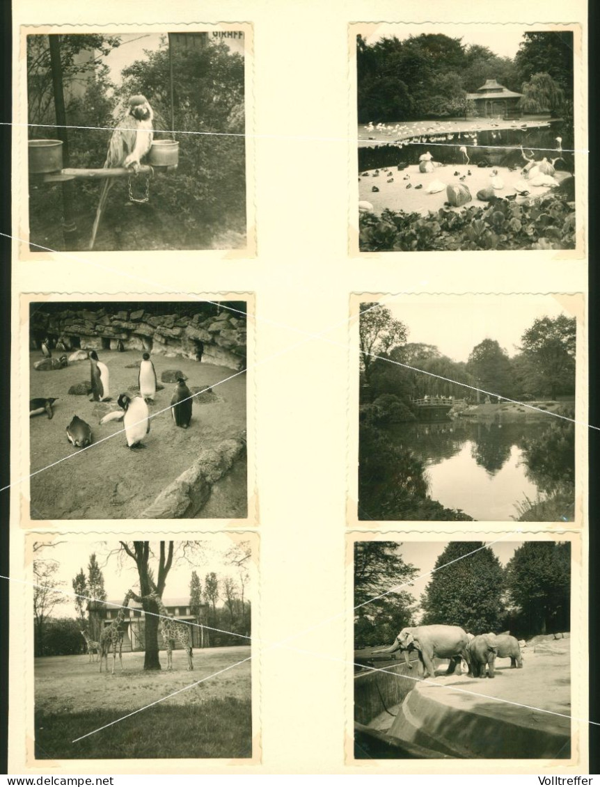 12x Orig. Foto 1960, Tierpark Hagenbeck In Hamburg, Ortspartie Ansichten Und Einblicke - Stellingen