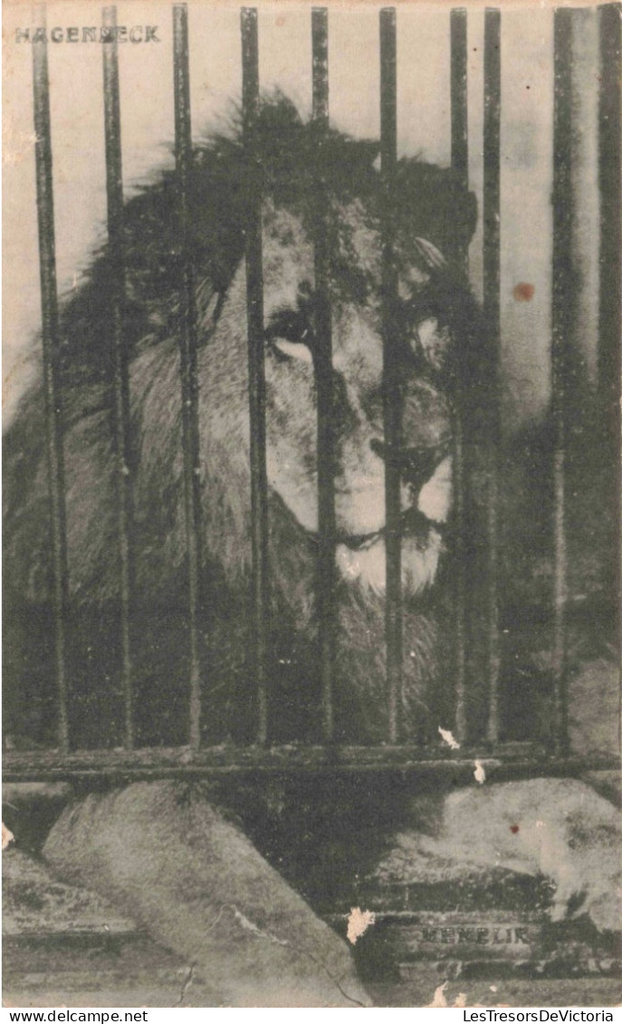 ANIMAUX & FAUNE - Lions - Lion En Cage - Carte Postale Ancienne - Leoni