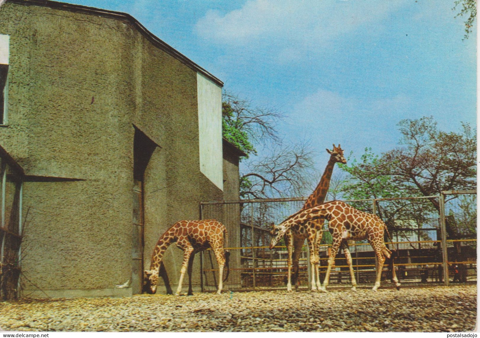 (AN183) GIRAFFEN. GIRAFFES. JIRAFAS. ZOO BUDAPEST ... UNUSED - Girafes