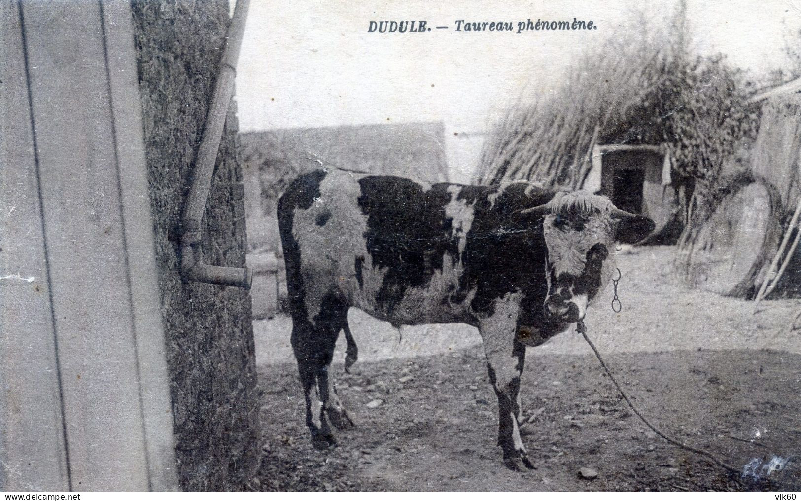 TAUREAUX  DUDULE  TAUREAU PHENOMENE - Taureaux