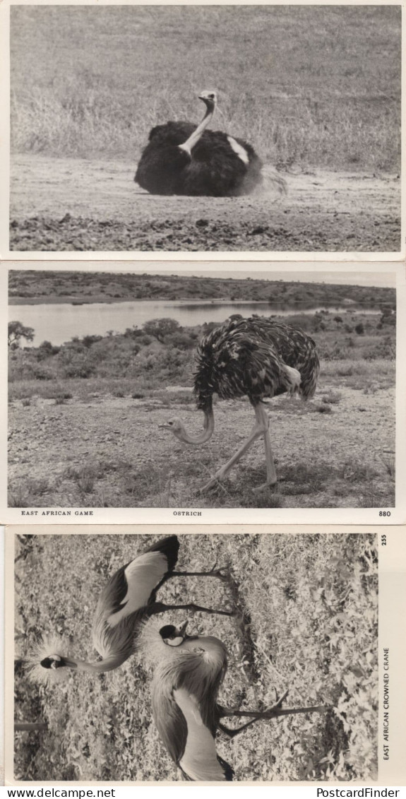 Overweight African Ostrich Crane Bird 3x Real Photo Postcard S - Kenya