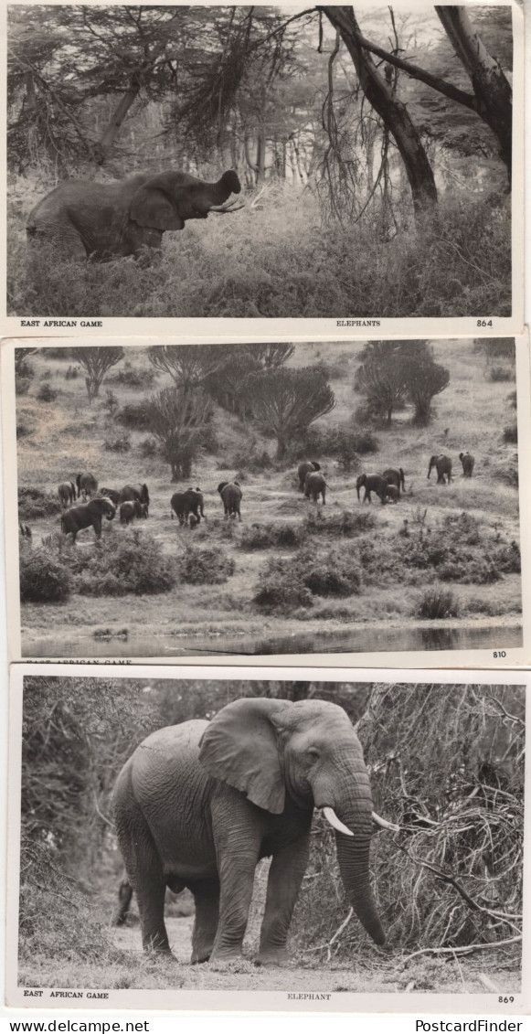 East African Game Elephants Hunting 3x Real Photo Postcard S - Kenya