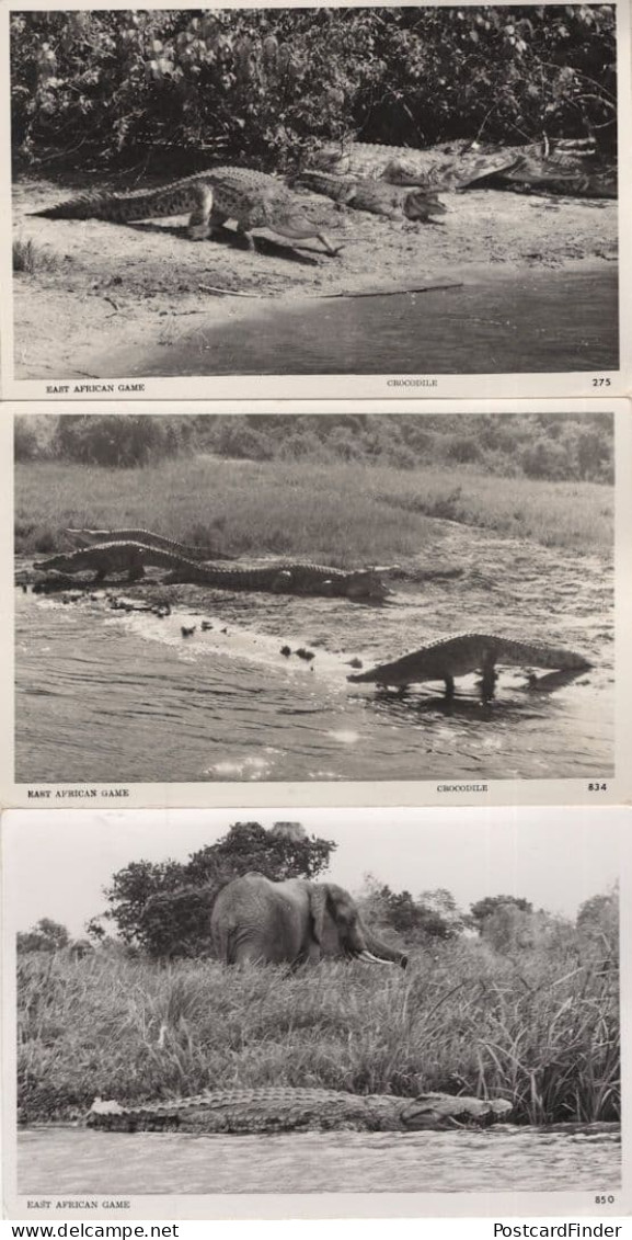 Crocodile East African Game 3x Real Photo Postcard S - Kenya