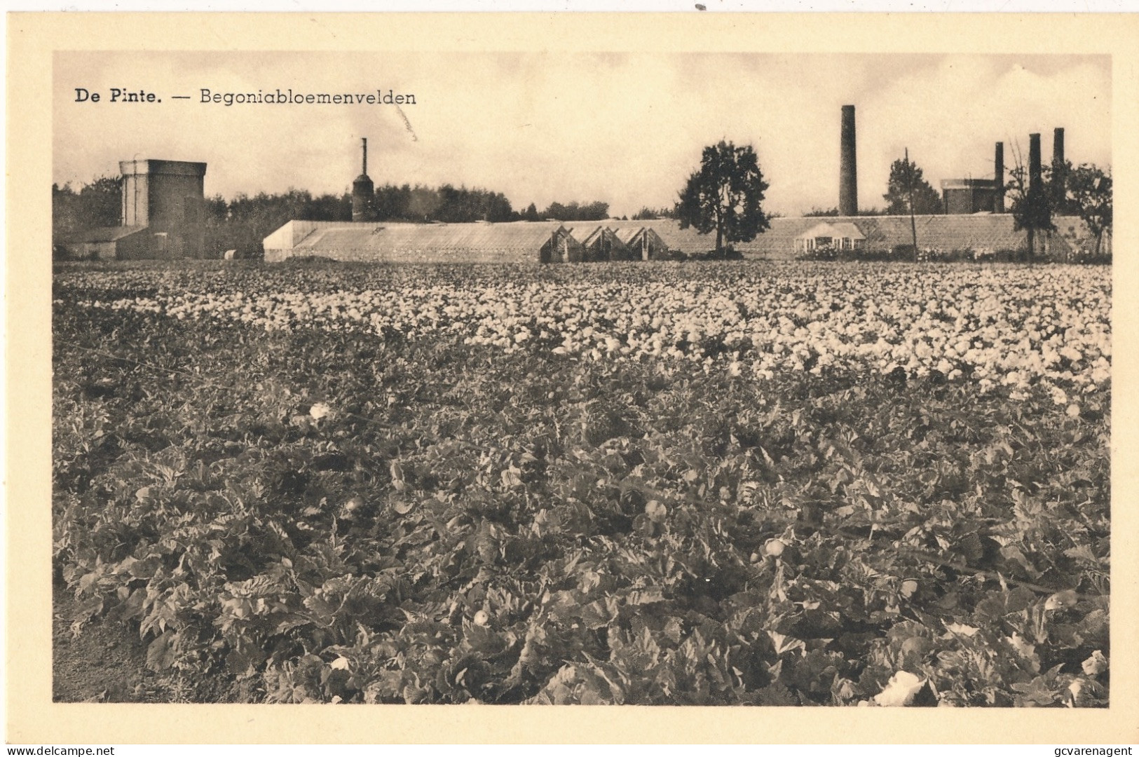 DE PINTE  BEGONIABLOEMENVELDEN       2 SCANS - De Pinte