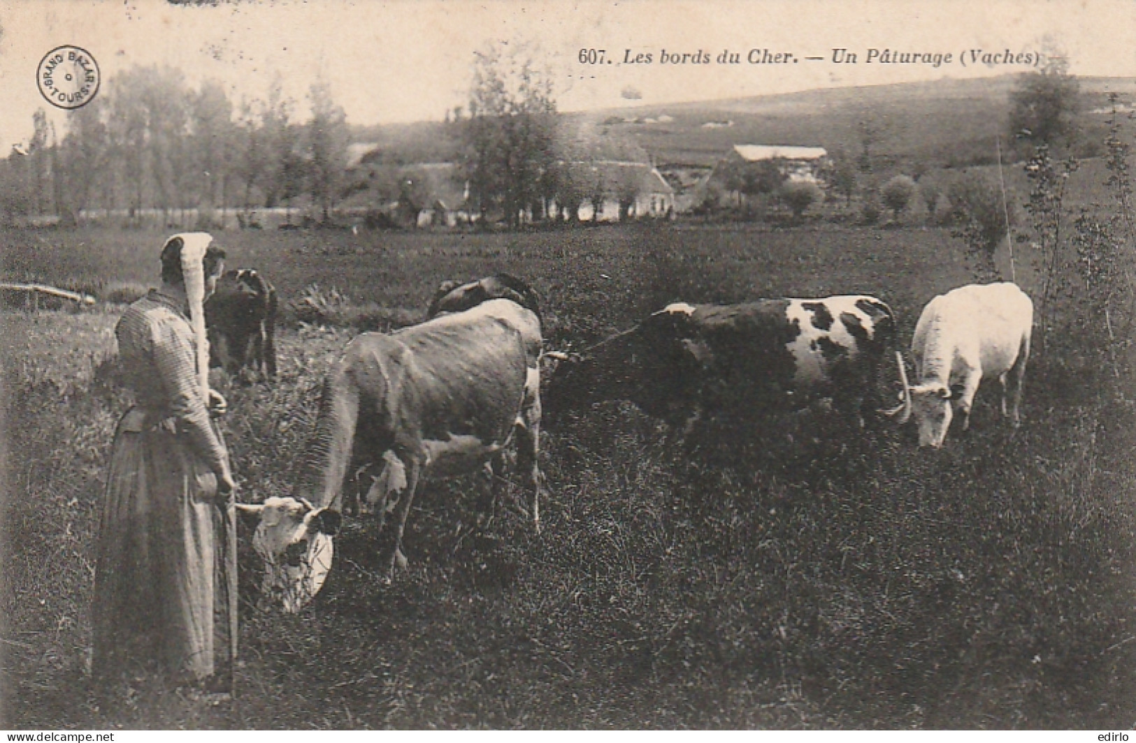 ***  AGRICULTURE  *** ELEVAGE ** Les Bords Du Cher Un Pâturage -  Timbrée TTBE  - Allevamenti