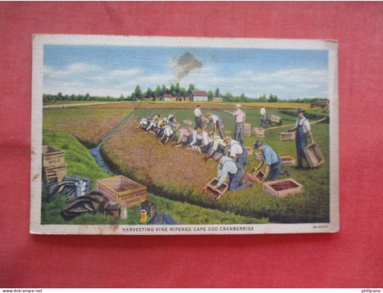 Harvesting Vine Ripened  Cape Cod  Cranberries. Cape Cod Massachusetts > Ref 6205 - Cape Cod