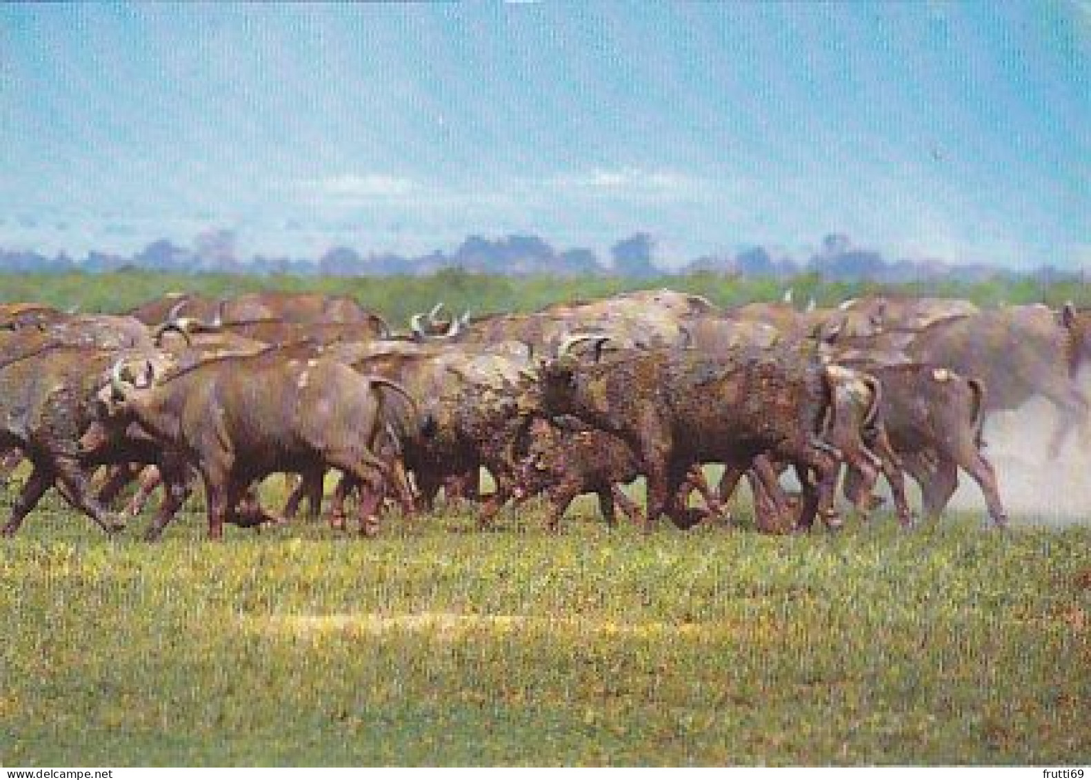 AK 168762 KENYA - African Wild Life - Buffalo Stampede - Kenya