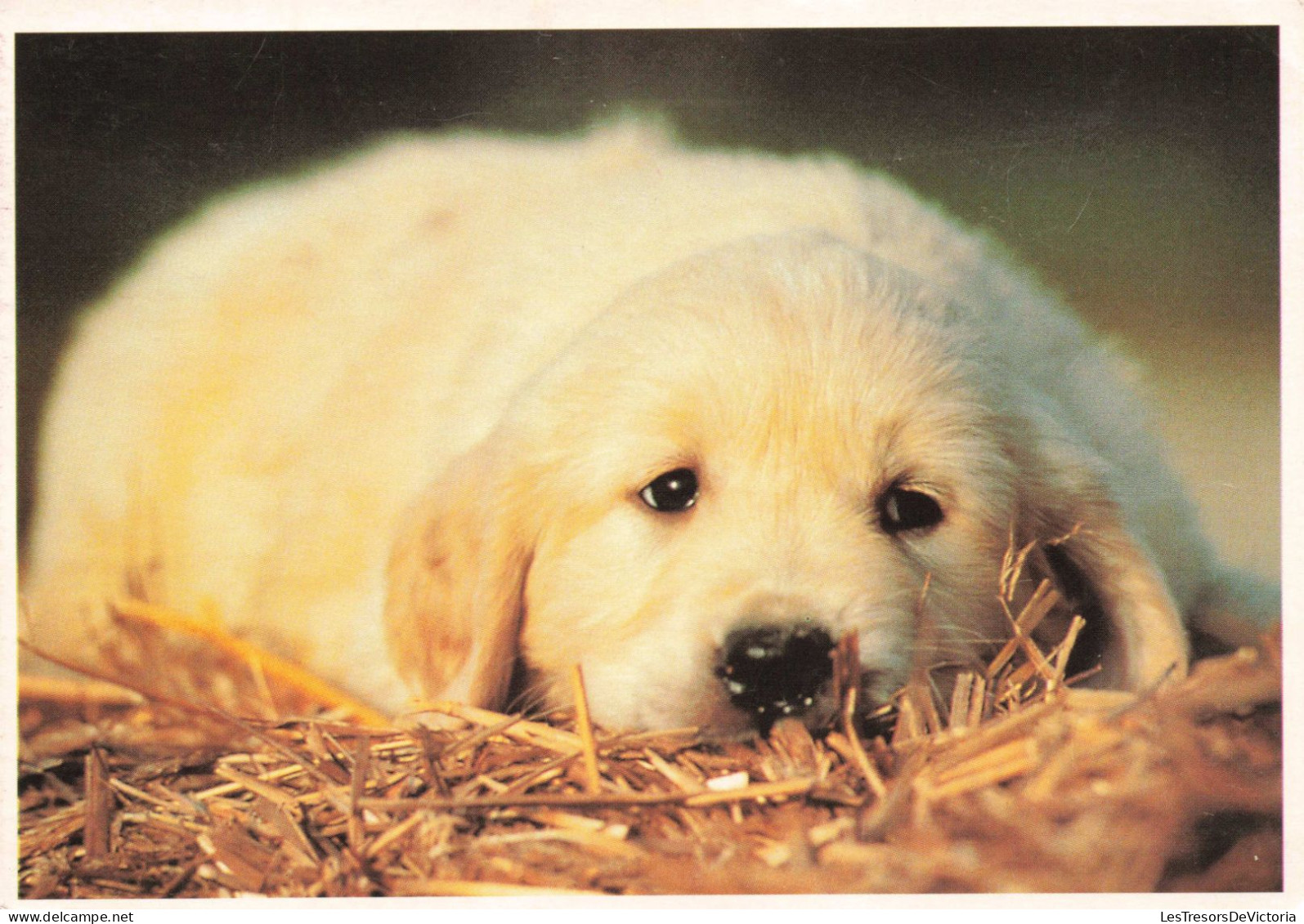 PHOTOGRAPHIE - Chien - Offert Par Les Amies Des Aveugles - Colorisé - Carte Postale Ancienne - Photographie