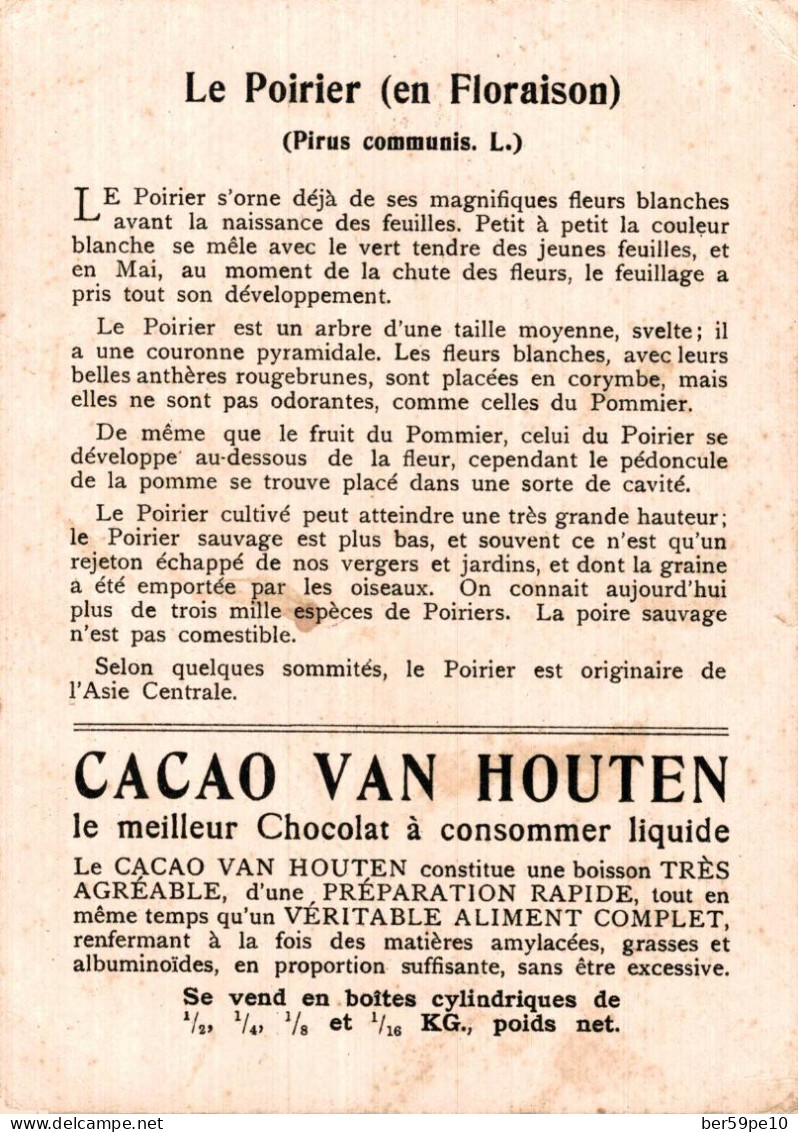 CHROMO CACAO VAN HOUTEN LE POIRIER EN FLORAISON (PIRUS COMMUNIS L.) - Van Houten